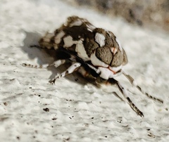 Arachnis dilecta