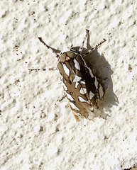 Arachnis dilecta