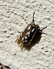 Arachnis dilecta
