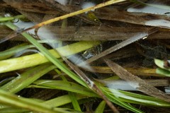 Arctosa fulvolineata