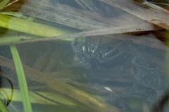 Arctosa fulvolineata