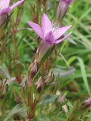 Gentianella praecox