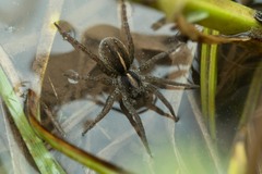 Arctosa fulvolineata