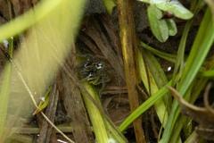 Arctosa fulvolineata