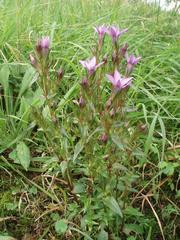 Gentianella praecox