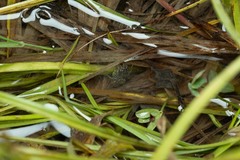 Arctosa fulvolineata