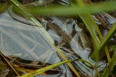 Gnathonarium dentatum