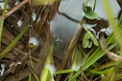 Arctosa fulvolineata