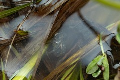 Arctosa fulvolineata