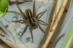 Arctosa fulvolineata