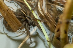 Arctosa fulvolineata