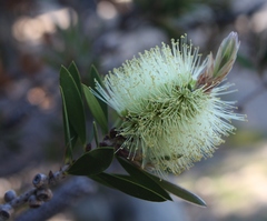 Melaleuca pallida