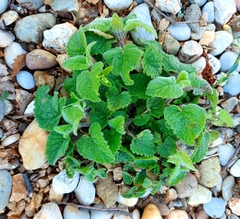 Melissa officinalis altissima