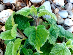 Melissa officinalis altissima
