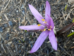 Colchicum bulbocodium