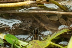 Arctosa fulvolineata