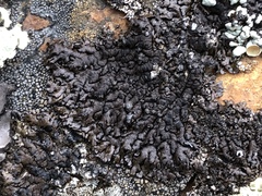 Montanelia sorediata