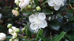 Luma