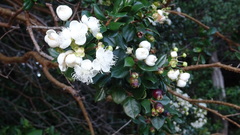 Luma