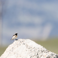 Oenanthe melanoleuca