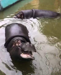Hippopotamus
