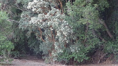 Luma