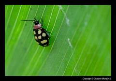 Alagoasa trifasciata