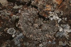 Punctelia stictica