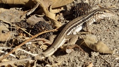 Aspidoscelis lineattissimus