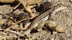 Aspidoscelis lineattissimus
