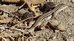 Aspidoscelis lineattissimus