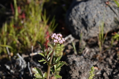 Centranthus calcitrapae image