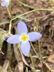 Houstonia serpyllifolia