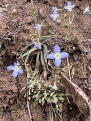 Houstonia serpyllifolia