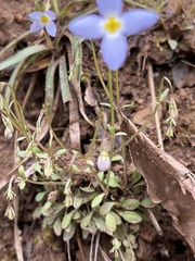 Houstonia serpyllifolia