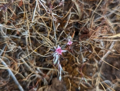 Polygonum bidwelliae