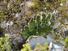 Coccomyxa