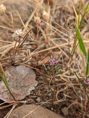 Polygonum bidwelliae