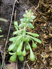 Sedum leibergii