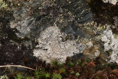 Pertusaria pseudocorallina