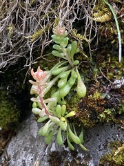 Sedum leibergii