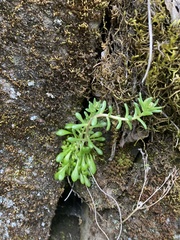 Sedum leibergii