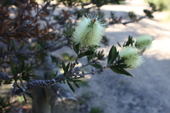 Melaleuca pallida