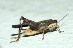 Batrachidea