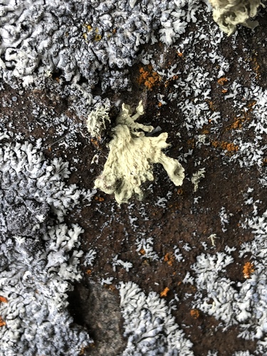 Ramalina obtusata image