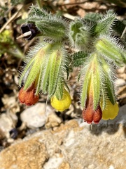 Onosma frutescens