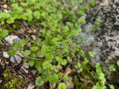 Veronica triloba