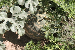 Citrullus amarus image