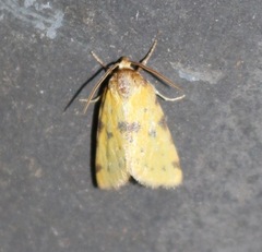 Azenia obtusa
