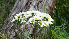 Senecio smithii